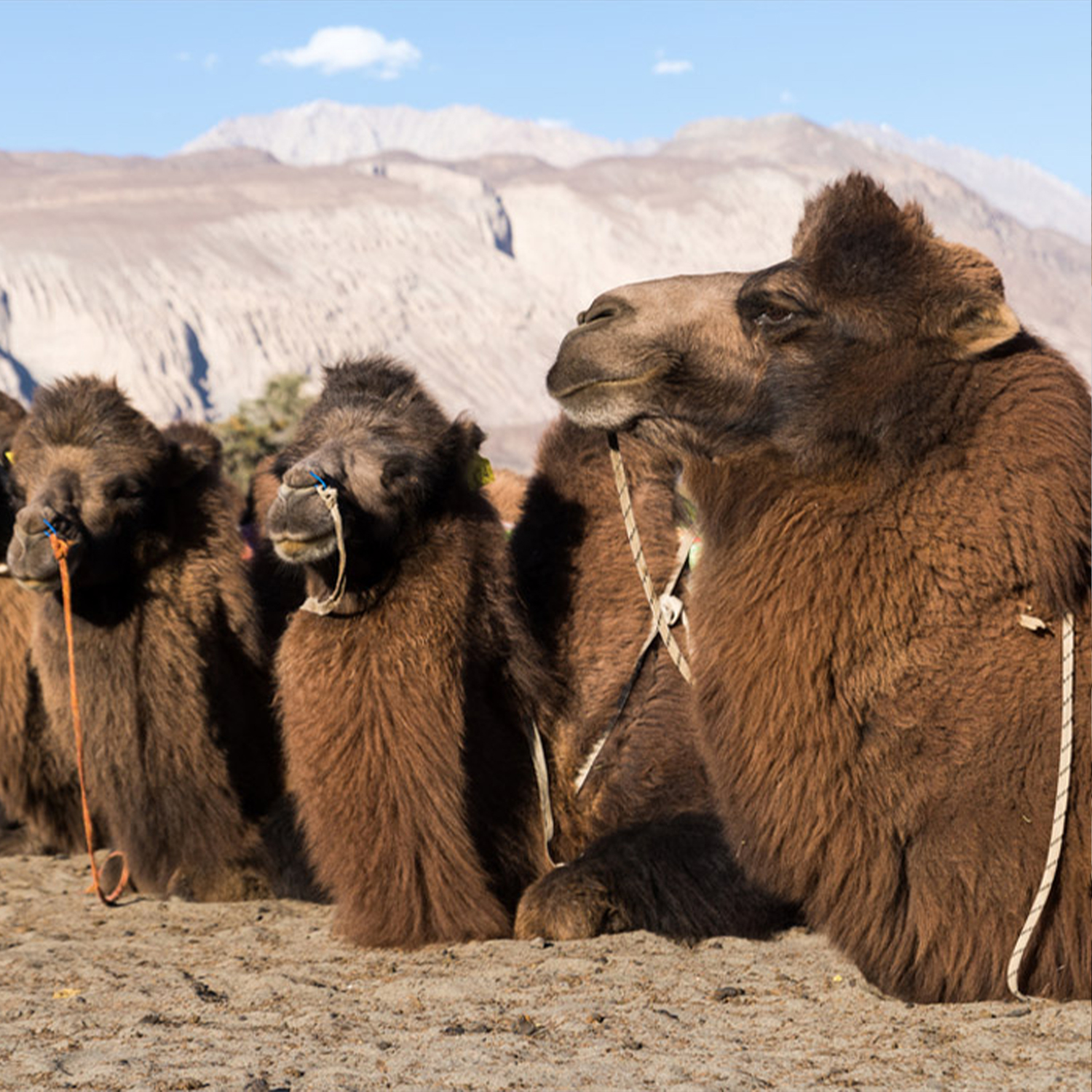 Nachhaltigkeit Kamelhaar