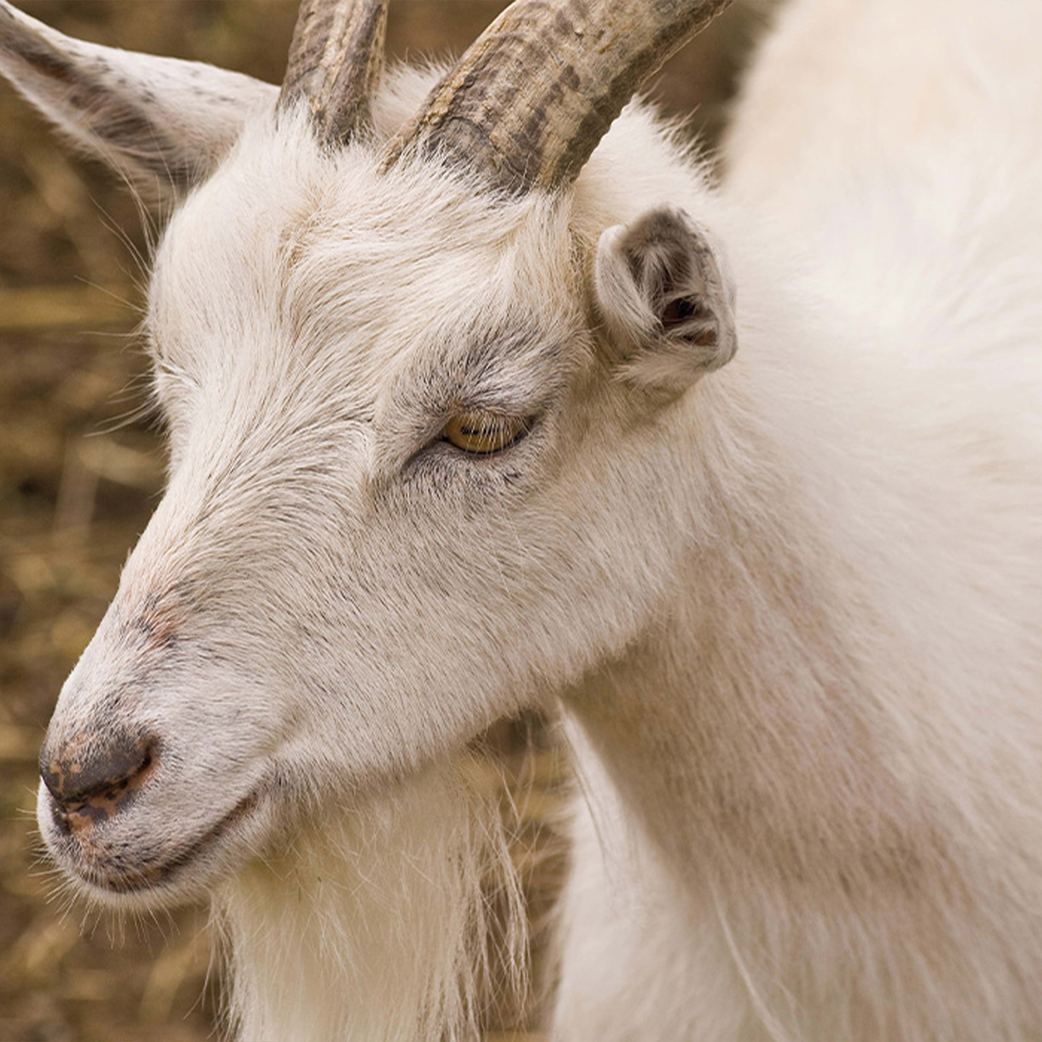 Nachhaltigkeit Kaschmir