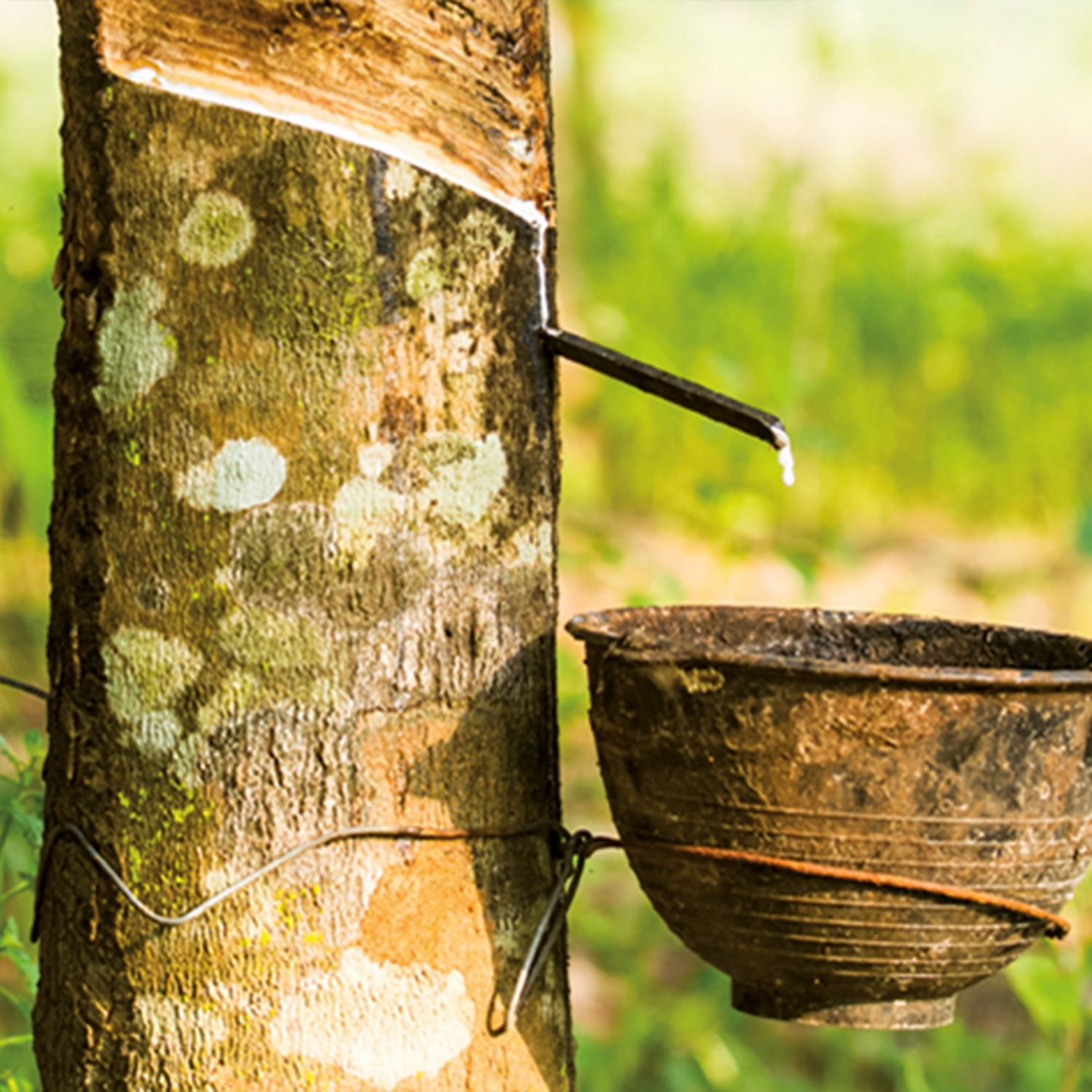 Nachhaltigkeit Talalay-Latex